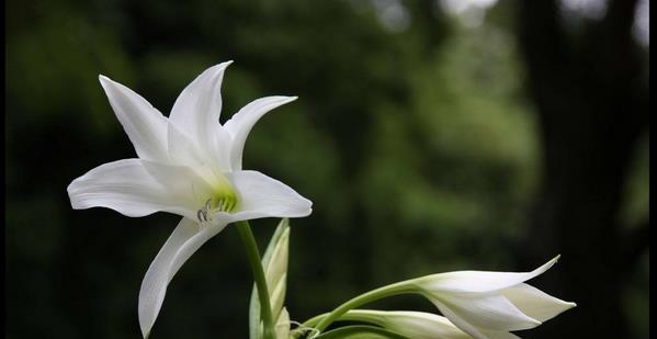 探究白百合花语（揭秘白百合的代表意义和文化内涵）