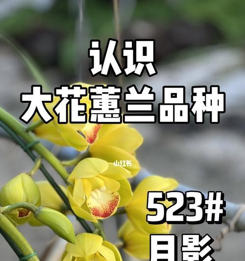 探秘大花蕙兰的品种（了解不同大花蕙兰品种的特点和生态环境）