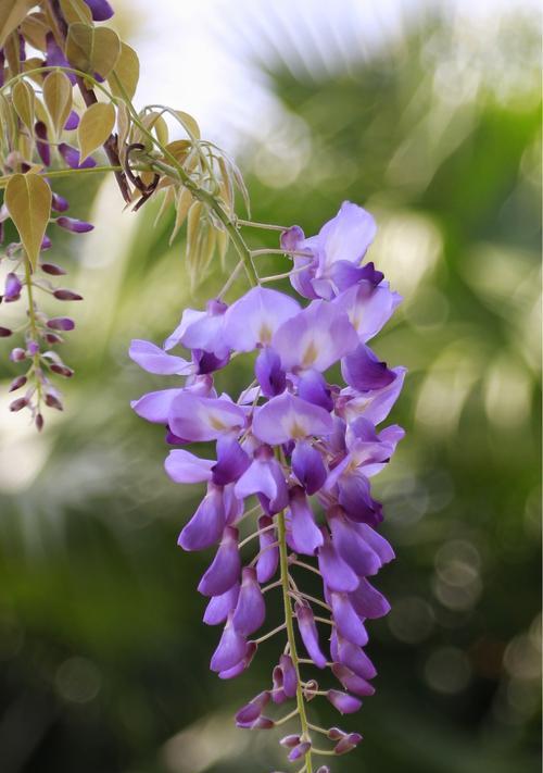 紫藤花的花语象征与寓意（深入了解紫藤花的文化内涵）