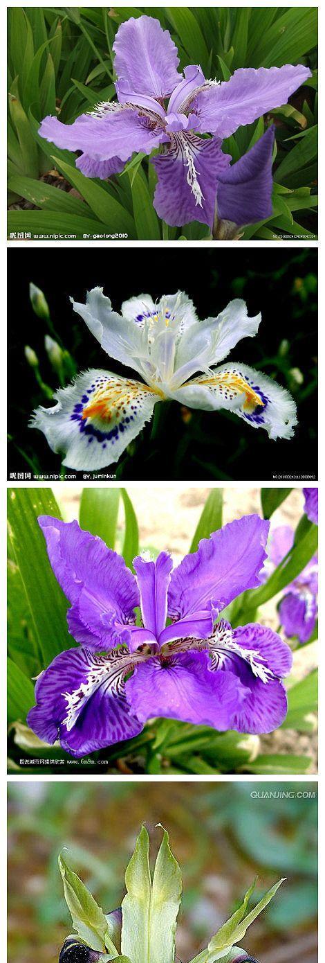 花开花落，鸢尾花的优雅寓意（探究鸢尾花的花语与文化背景，传递生命的美好情感）