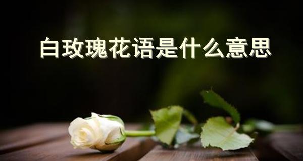 玫瑰花语解析（玫瑰数量传递的情感和心意）