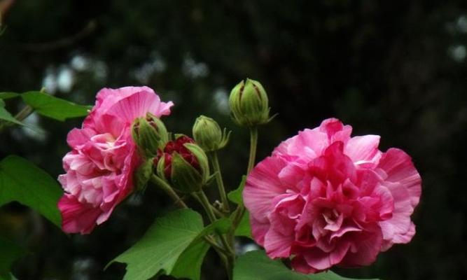 芙蓉花-花开于水，人生如花（水上明珠，风华绝代）