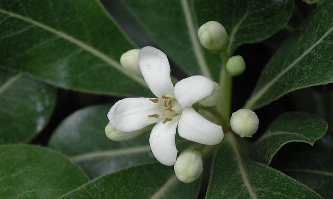 海棠花语——爱与美的象征（花开如梦，情意绵绵，愿永恒不灭）