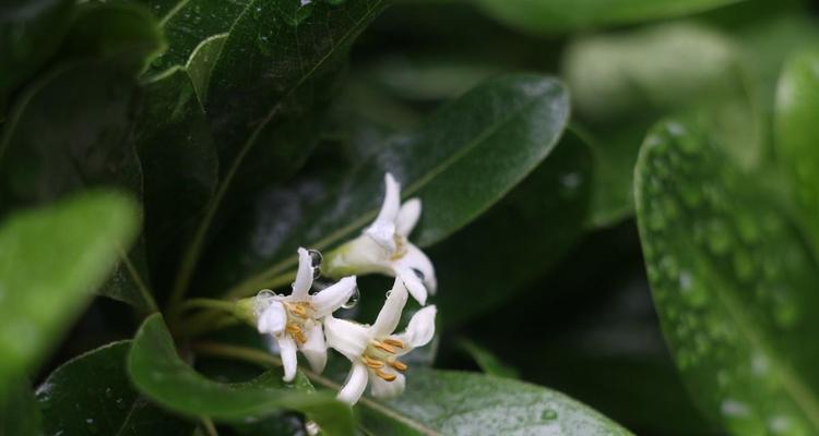 海棠花语——爱与美的象征（花开如梦，情意绵绵，愿永恒不灭）