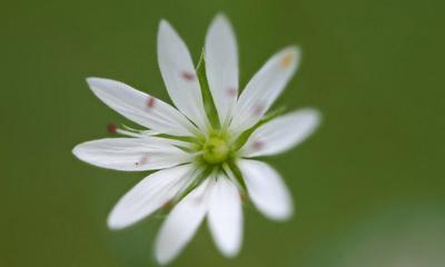 繁缕花——缤纷多彩的花语世界（揭开繁缕花的花语之谜，探寻其代表的深刻意义）