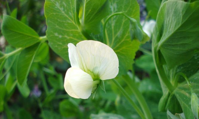 豌豆花的花语与寓意（探秘这朵蕴含着爱情、幸福和友谊的花）