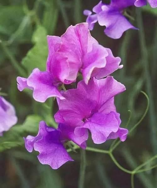 豌豆花的花语与寓意（探秘这朵蕴含着爱情、幸福和友谊的花）