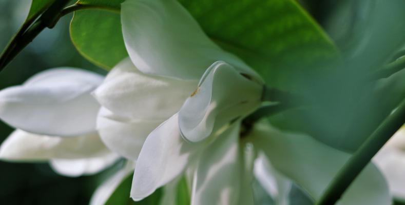 含笑花的故事——寓意幸福、喜悦和希望（传说中的含笑花，究竟是怎样一种花？——探寻含笑花背后的故事）