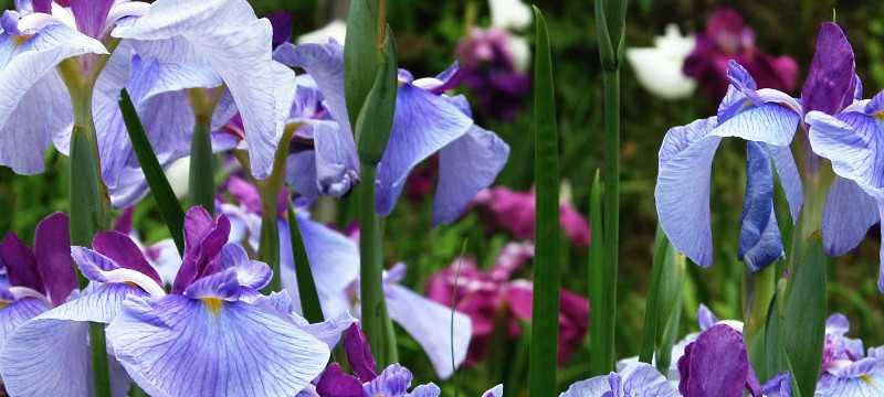 兰花花语——那份高雅的情感（探寻兰花的深度寓意，品味那份高雅的情感）