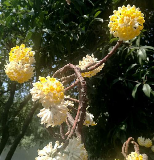 结香花的寓意与风水（传承千年的吉祥之花与居家摆件的选择）