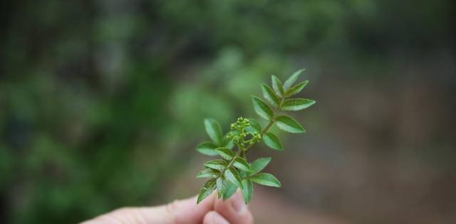 盆栽野花椒，又香又美！（野花椒大桩盆栽，打造生活中的芳香园地）