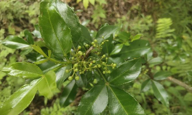 盆栽野花椒，又香又美！（野花椒大桩盆栽，打造生活中的芳香园地）