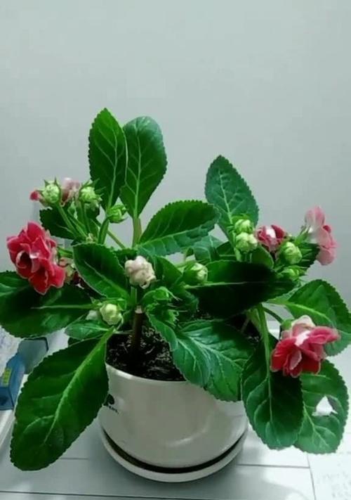 盆栽芙蓉花怎么养（打造家居花园，让盆栽芙蓉花亮相你的家）