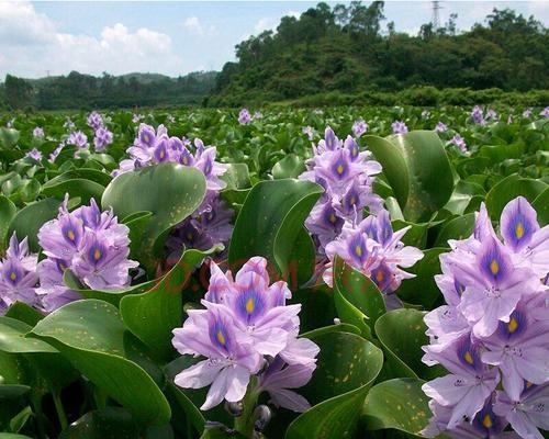 打造宜人水景，如此培育“凤眼莲”（水生植物养护全攻略，掌握一个，打造美丽水景）