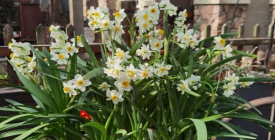 水仙花开花时间及关键因素（探究水仙花开花的关键因素及时期分析）