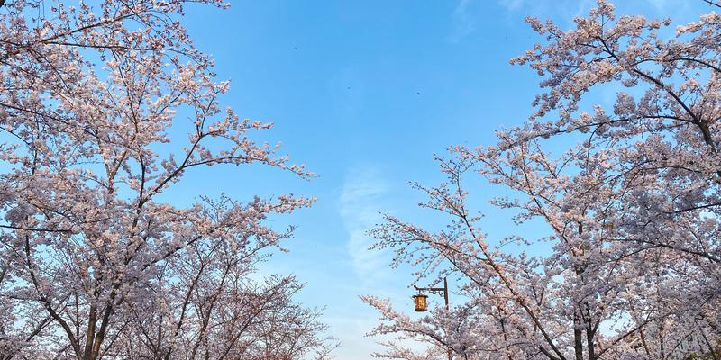 日本樱花季的美丽与魅力（追寻樱花盛开的美好时光）