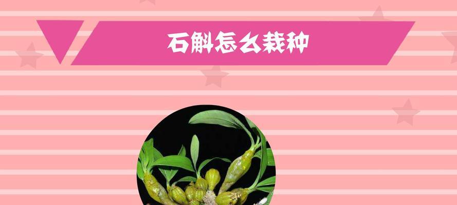 石斛的种植方法详解（从栽培到收获，这是一份完整指南）