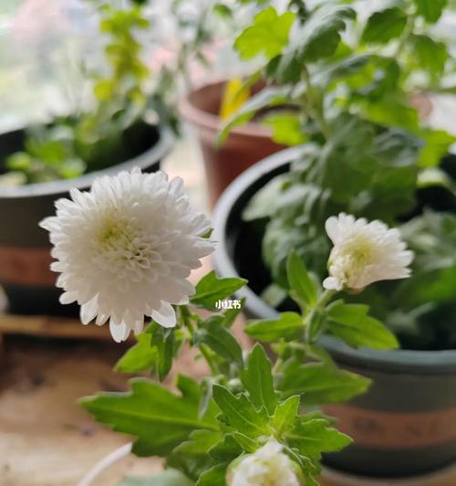 菊花8月份仍可打顶，做好这些准备才行！（菊花打顶的注意事项和注意细节）