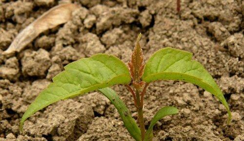 如何种植红枫种子？（萌发、移栽、养护等技巧详解，助你成功种植红枫）