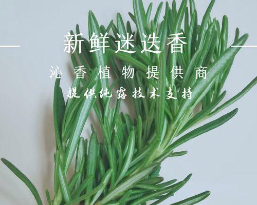 迷迭香的种植技术与管理（如何让迷迭香长得更好）