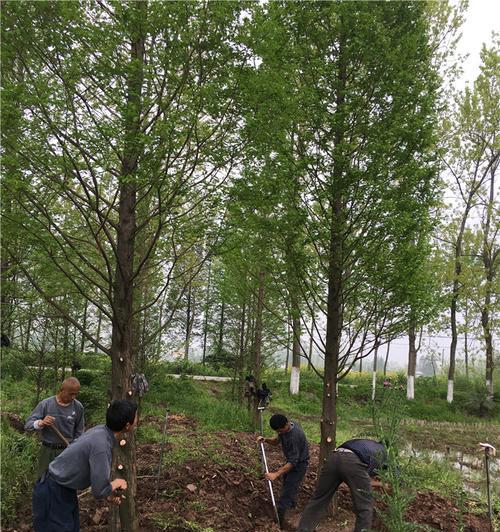 如何种植水杉树（从选址到养护，全面了解水杉树种植）