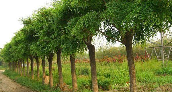 白蜡树的开花结果时间表（探究白蜡树开花的季节、生长环境和花朵特征）