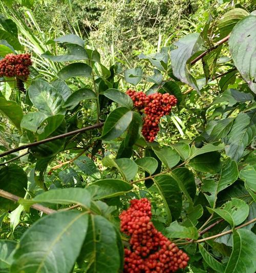 茱萸——神秘而珍贵的中草药（探寻茱萸的历史、种类、药用价值以及现代应用）