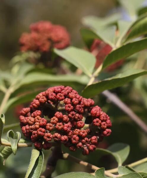 茱萸——神秘而珍贵的中草药（探寻茱萸的历史、种类、药用价值以及现代应用）