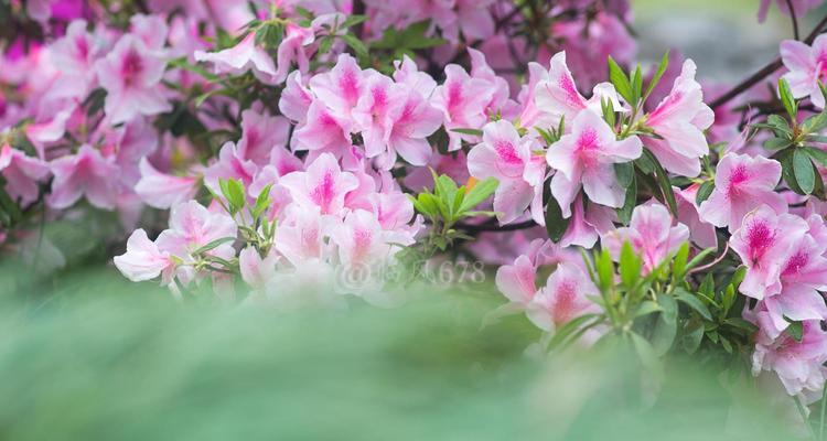 揭秘杜鹃花开花次数的真相（一年几次？神话不再存在！）