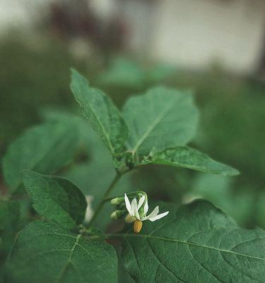 水茄能吃吗？——解析水茄的营养价值与食用方法（水茄的营养成分及食用禁忌）