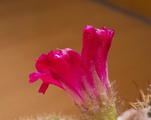 仙人掌开花的寓意与象征（探究仙人掌开花背后的文化内涵）