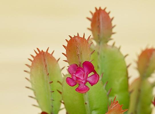 仙人掌开花的寓意与象征（探究仙人掌开花背后的文化内涵）