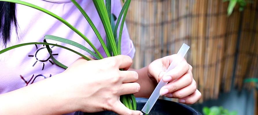 从入手到成功（掌握兰花养殖技巧，让您的兰花茁壮成长）