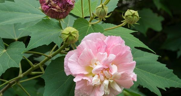 如何正确掐尖芙蓉花？（掌握技巧，让芙蓉花更加繁茂）