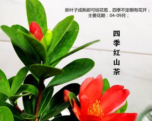 四季杜鹃茶花的养殖方法与技术（打造优美茶花园的实用指南）