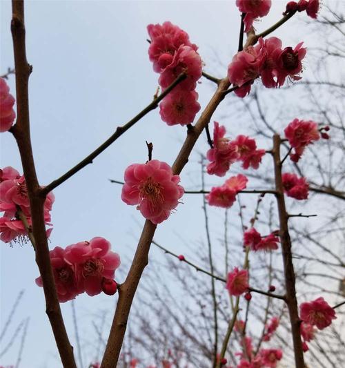 梅花花语（探索梅花传递的美好寓意）