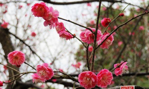 梅花花语（探索梅花传递的美好寓意）