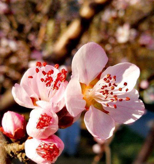 杏花古代别称的花语与寓意（揭秘杏花的多重含义）