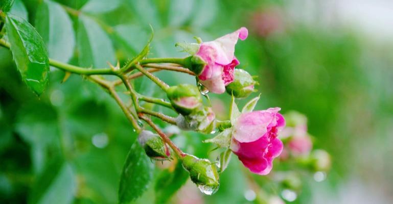 蔷薇花的花语与寓意（探究蔷薇花的深层内涵）