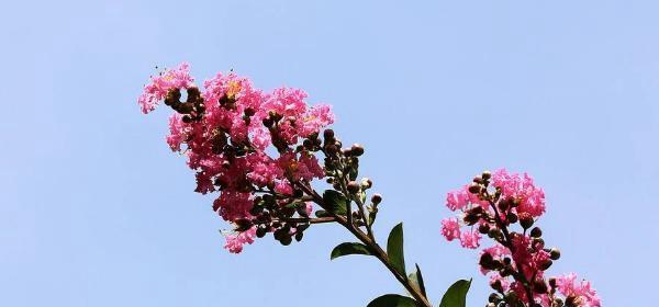 揭秘紫薇花的花语（探究紫薇花所代表的含义及象征）