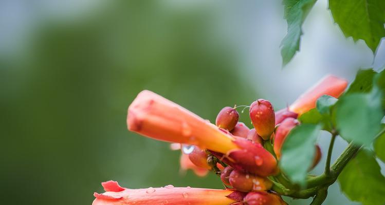 深情告白——浅谈凌霄花的花语