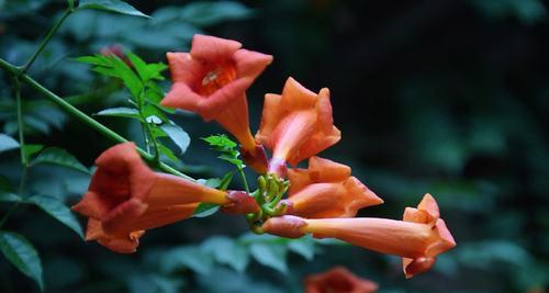 深情告白——浅谈凌霄花的花语