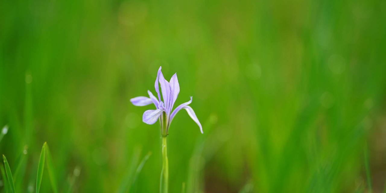 马兰花的花语（探秘马兰花的含义与象征）