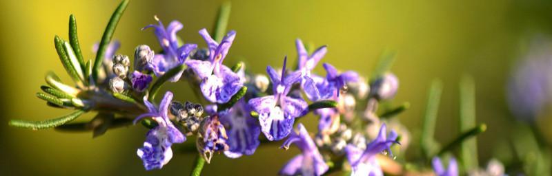 迷迭香花语大解析（探秘迷迭香的八种花语，传递真挚情感）