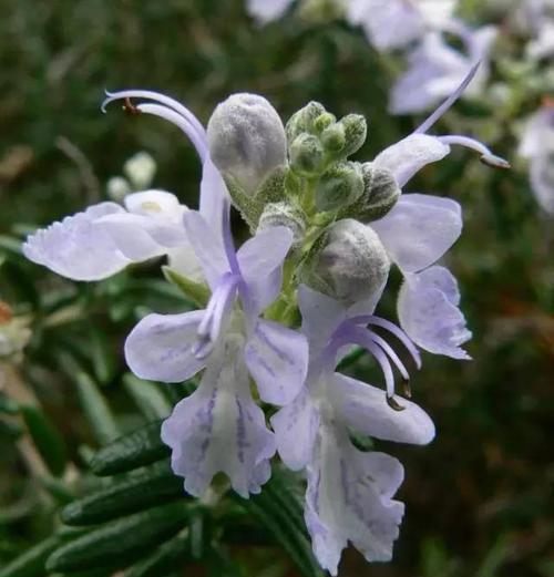 迷迭香花语大解析（探秘迷迭香的八种花语，传递真挚情感）