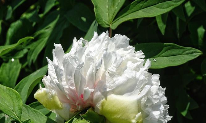 白牡丹与绿牡丹的花语（传递生命与希望的花语）