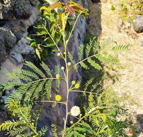 银合欢传说——花开如梦（探寻银合欢的花语与神话）