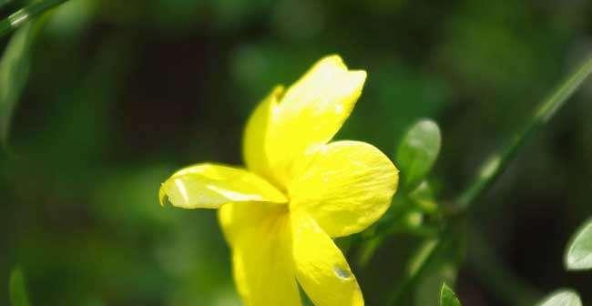 迎春花花语的含义（解析春节象征之花的内涵及文化价值）