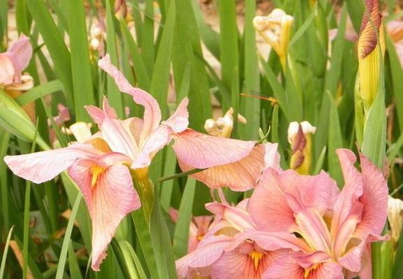 黄色鸢尾花的花语（探究鸢尾花的花语意义及文化背景）