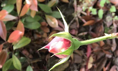 君子兰的花语及其象征意义（探寻君子兰花语的深层涵义，了解其独特的象征意义）